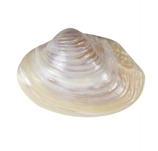 6 - 8" Pink Mussel Shell