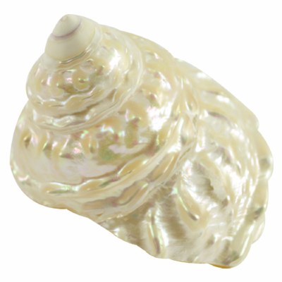 3 - 4" Pearlescent Wavy Top Shell