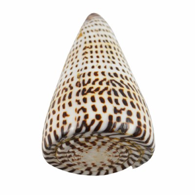 3 - 4" Polished Conus Litteratus Shell