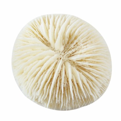 1" Bag of 5 White Mushroom Faux Coral