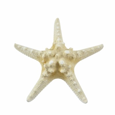 4 - 6" White Knobby Starfish