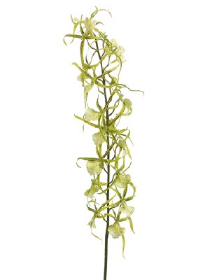 32" Faux Green Artificial Brassia Orchid Spray