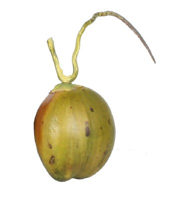 5" Green & Tan Artificial Coconut