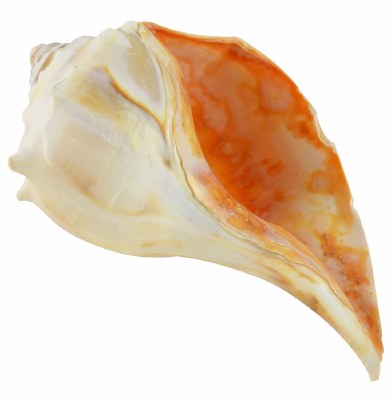 7 - 8" Atlantic Whelk Shell