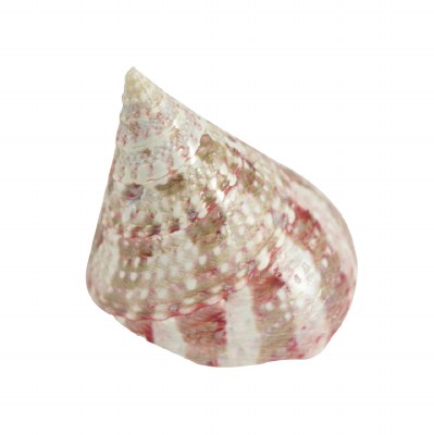 2" Polished Strawberry Trochus Shell