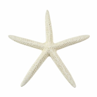 3 - 4" Slender White Starfish