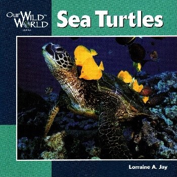 Sea Turtles Our Wild World Children's Book