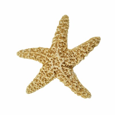 6 - 8" Sugar Starfish