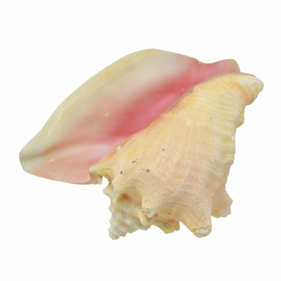 8" - 10" Conch Shell with Opening on Back