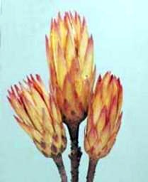 12" Red Dried Protea Repens Flower Bud