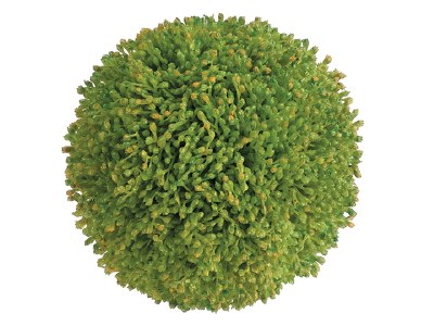 4" Green Sedum Orb