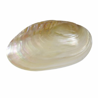 7 - 8" Pearlescent Fresh Water Clam Shell