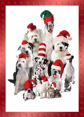 7" x 5" Christmas Pets Christmas Greeting Card