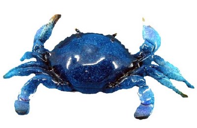 10" Glossy Blue Crab Figurine