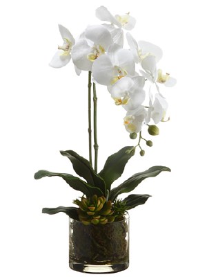 20" Faux White Phalaenopsis & Echeveria in Glass Vase