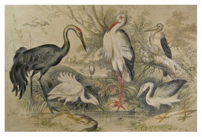 40" x 60" Vintage Birds Canvas