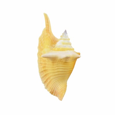 4 - 6" Tan Rooster Conch Shell