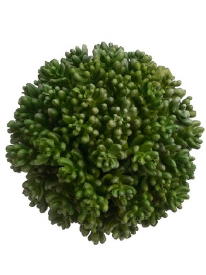 5" Green Succulent Orb