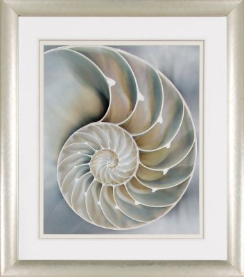 35" x 31" Nautilus in Blue 2 Framed Print Under Glass