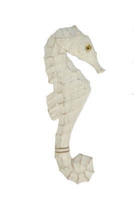12" Worn White Right Seahorse Plaque