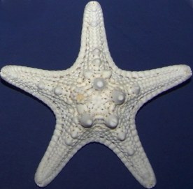 6 - 8" Bleached White Mud Starfish