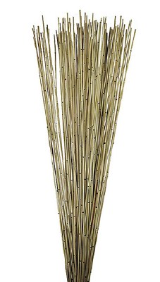 28" Natural Marsh Reed Bundle