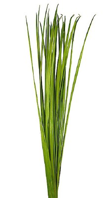 36"- 40" Dried Green Dried Sable Grass Bundle