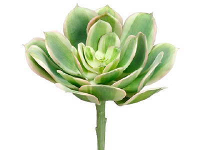 5" Faux Green and Pink Soft Artificial Echeveria Succulent Spray