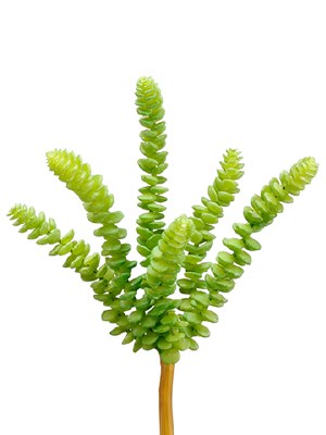 9" Faux Green Soft Artificial Donkey Tail Succulent Spray