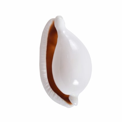3" White Egg Cowrie Shell