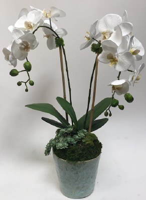 28" Faux Dual White Artficial Orchids and Succulent in Aqua Pot