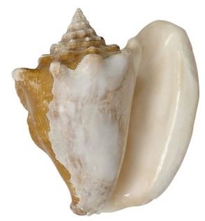 4" - 5" Milk Conch