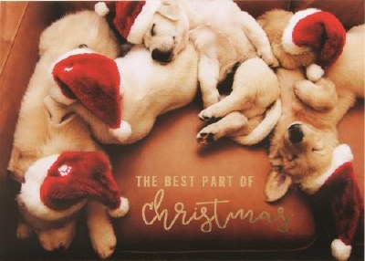Puppies Snuggling Christmas Card