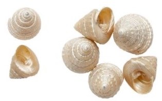 Bag of Ten 1.5" Pearl Trochus Virgatus Shells