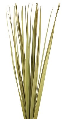 72" Dried Natural Sabal Grass