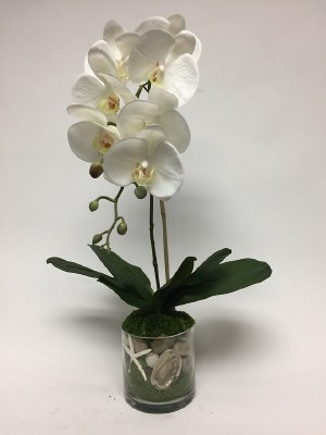 25" Faux White Orchid with Shells and Starfish in Glass Vase