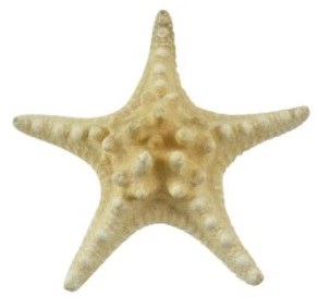 8" - 10" White Knobby Starfish