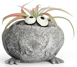 3" Romeo Frog Desktop Planter