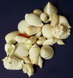 Bag of Mixed White Shells