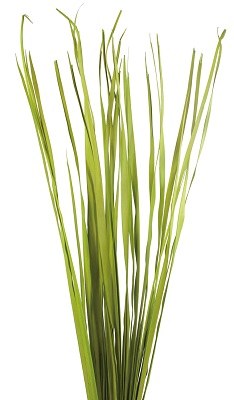 7 oz Bunch of 36"-40" Green Rush Grass