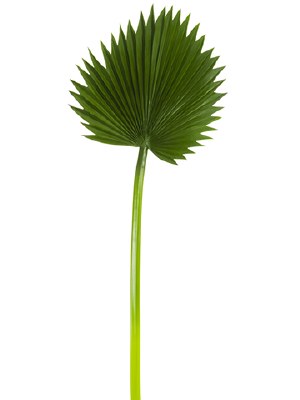 37" Faux Green Fan Palm Leaf