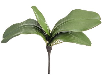10" Faux Green Phalaenopsis Orchid Leaves