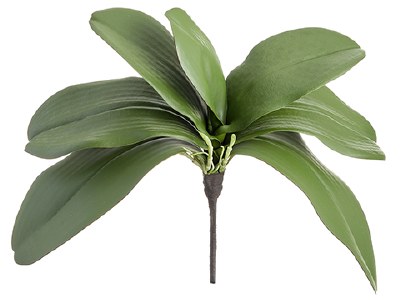 12" Faux Green Phalaenopsis Orchid Leaves