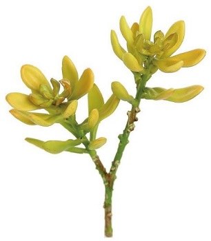 8" Faux Yellow Green Ice Plant