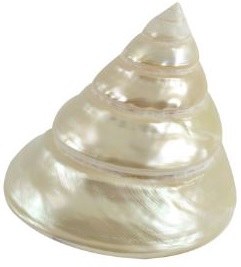4" Pearled Trochus Shell