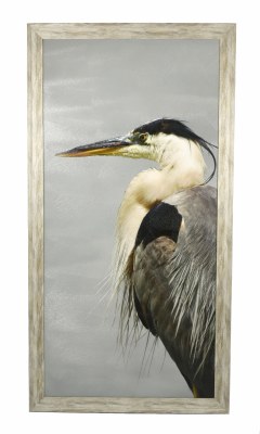 50.5" x 26.5" Photo Black Beak Heron Coastal Print Framed