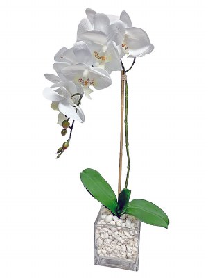 28" Faux Single White Orchid With Shells In Glass Cube