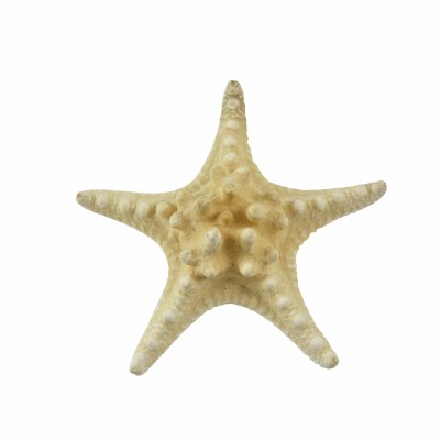 4"-6" Natural Knobby Starfish