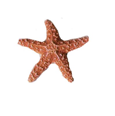 5"-6" Sugar Starfish