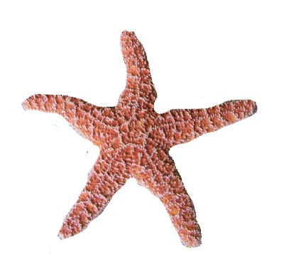 6"-7" Sugar Starfish